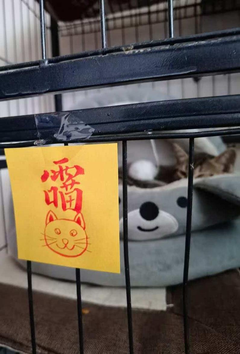 Chinese Taoism Pet Protection Amulet